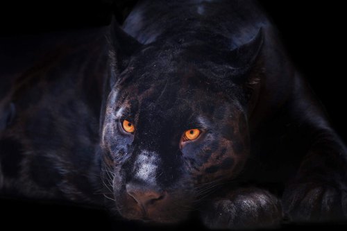 Top 8 Black Animals and Their Habitats