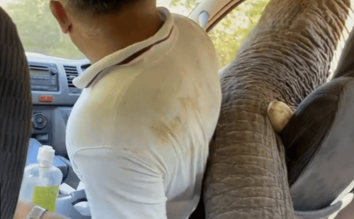 Hungry Elephant Smashes Car Window for a Snack