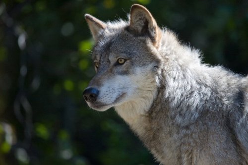The Largest Wolf Ever Captured in North America
