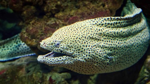Ocean Predators Even More Dangerous Than Sharks - Some Kills in Minutes!