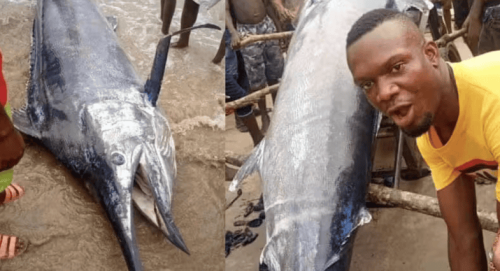 Nigerian Fisherman Captured Blue Marlin Fish Worth $2.6 Million – Ate It with His Friends