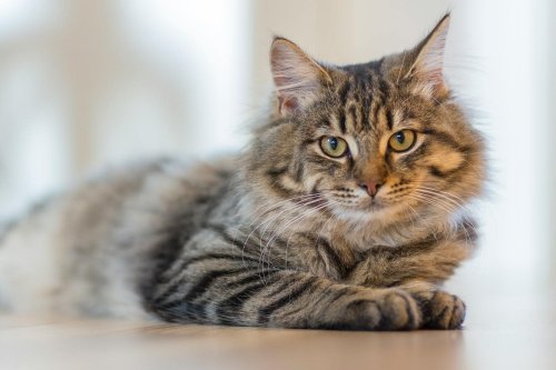 12 Clever Ways Cats Communicate Without Meowing