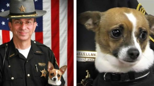 Chihuahua Police Dog Dies of Heartbreak on the Same Day as its Partner