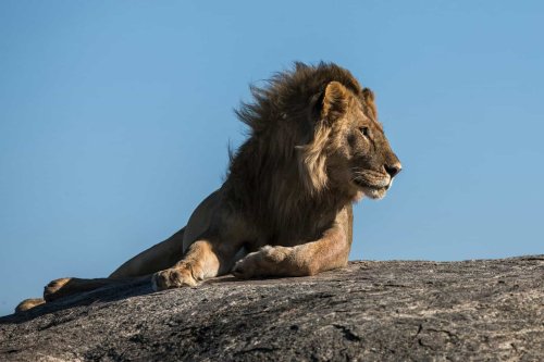 11 Most Unexpected Predator Prey Friendships