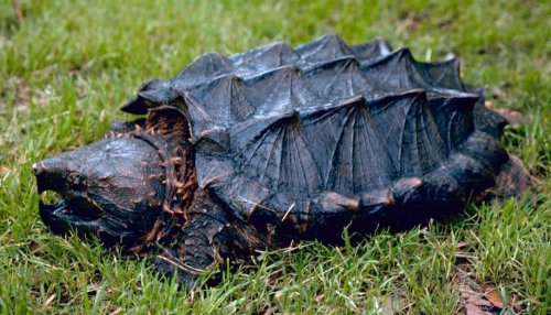 14 Animals That Never Stop Growing