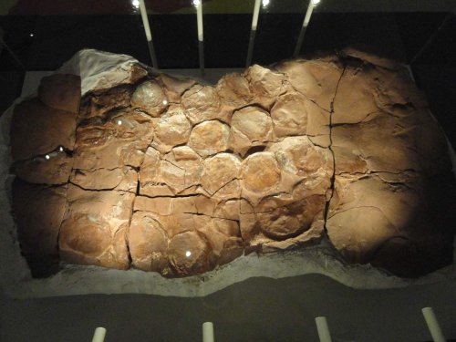 A Fossilized Dino Nest Was Found Intact