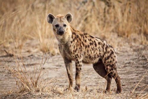 12 Hyena Facts That Will Make You Rethink Everything