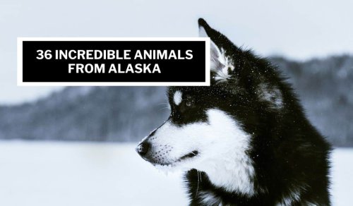 36 Amazing Animals From Alaska
