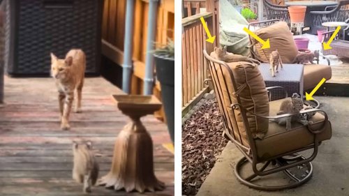 Whole Family of Bobcats (5 Kittens) Move Into a Couple’s Backyard In Texas