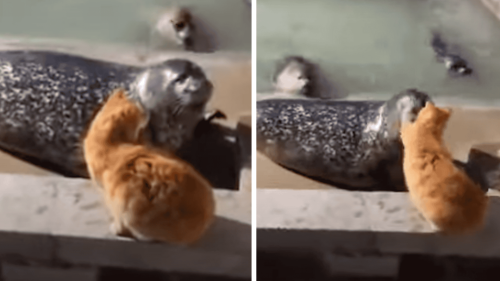 Cat Slaps a Seal For Shouting at Her