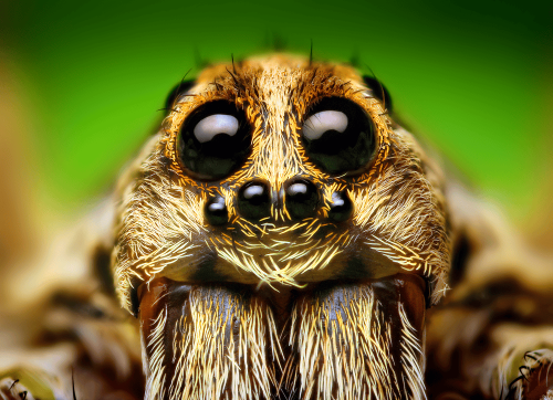 13 Spider Species Thriving in Changing Environments