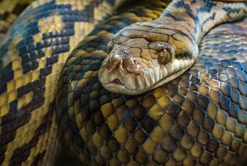 The Largest Snake Ever Found in a US Swamp And It Is Still Growing