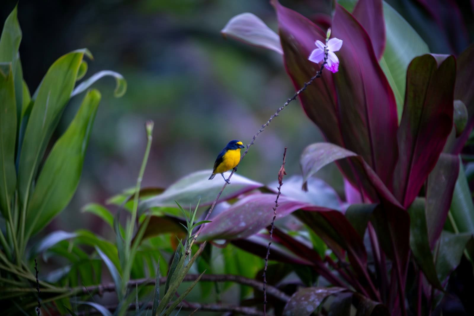 Tea-Growing Regions You Can Visit to See Exotic Wildlife