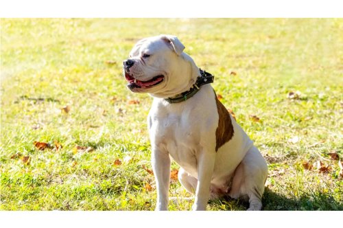 15 Celebrity Pets Living More Luxuriously Than You