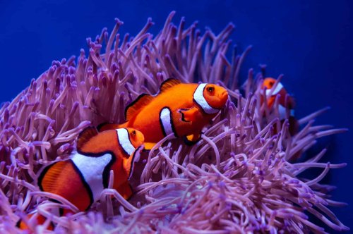 This Fish Can Change Gender During Its Lifetime