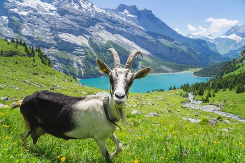 10 Animals That Embody the Zodiac Sign of Capricorn