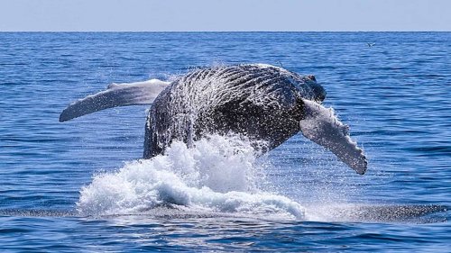 10 Most Thrilling Places to Spot Whales in the U.S.