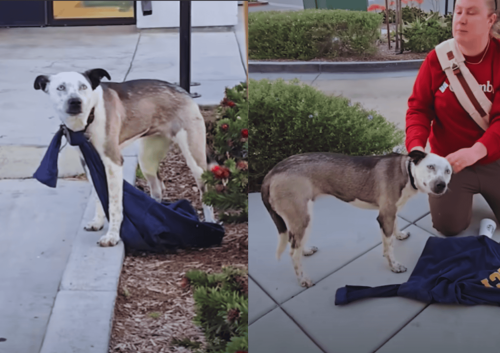Scared Dog Found with Sweatshirt Tied Around His Neck Discovers a Life Filled with Love