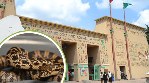 Memphis Zoo Accomplishes an Amazing Feat to Help Save North America’s Rarest Snake