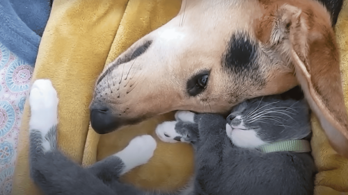 Mourning Dog’s Broken Heart Healed By A Cat’s Love