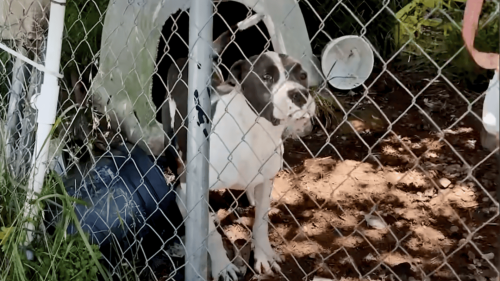 Pittie Who Grew Up in a Cage Does a Happy Dance Once She's Rescued