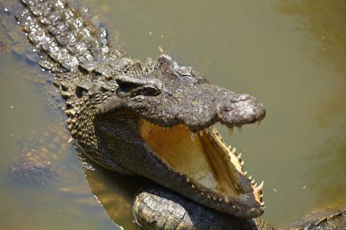 The Most Powerful Bite Force In the Animal Kingdom