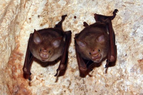 Scientists Discovered a Giant Bat Off the Coast of Oregon