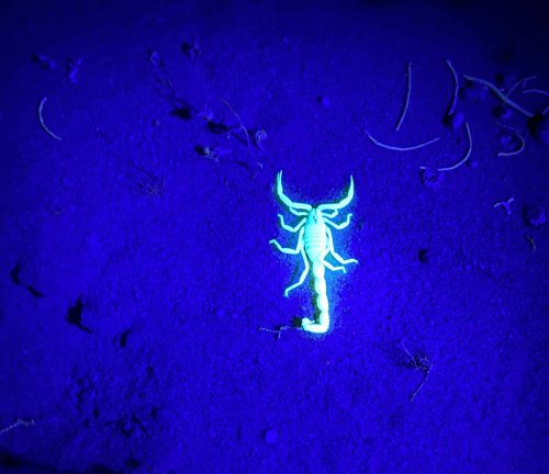 The Most Venomous Scorpion in the World - The Deathstalker
