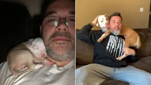 Pitbull Loves To Nap On Dad’s Shoulder - Even when She's Grown Up!