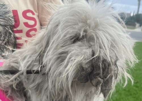 Stray Dog with Dreadlocks Transforms After a Loving Rescue