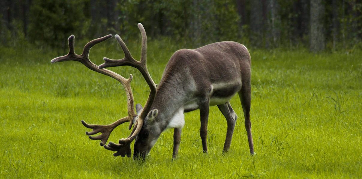 The 10 Most Dangerous Animals Found in US National Parks