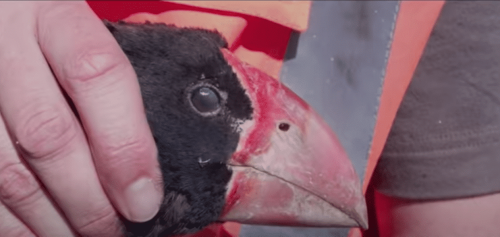 Extinct Takahē Bird Returns