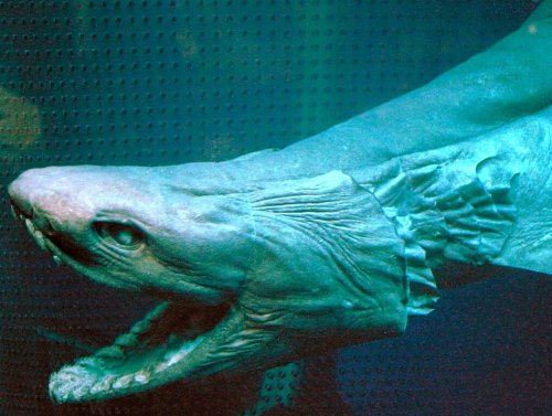 10 Most Dangerous Shark-Infested Waters Around the World
