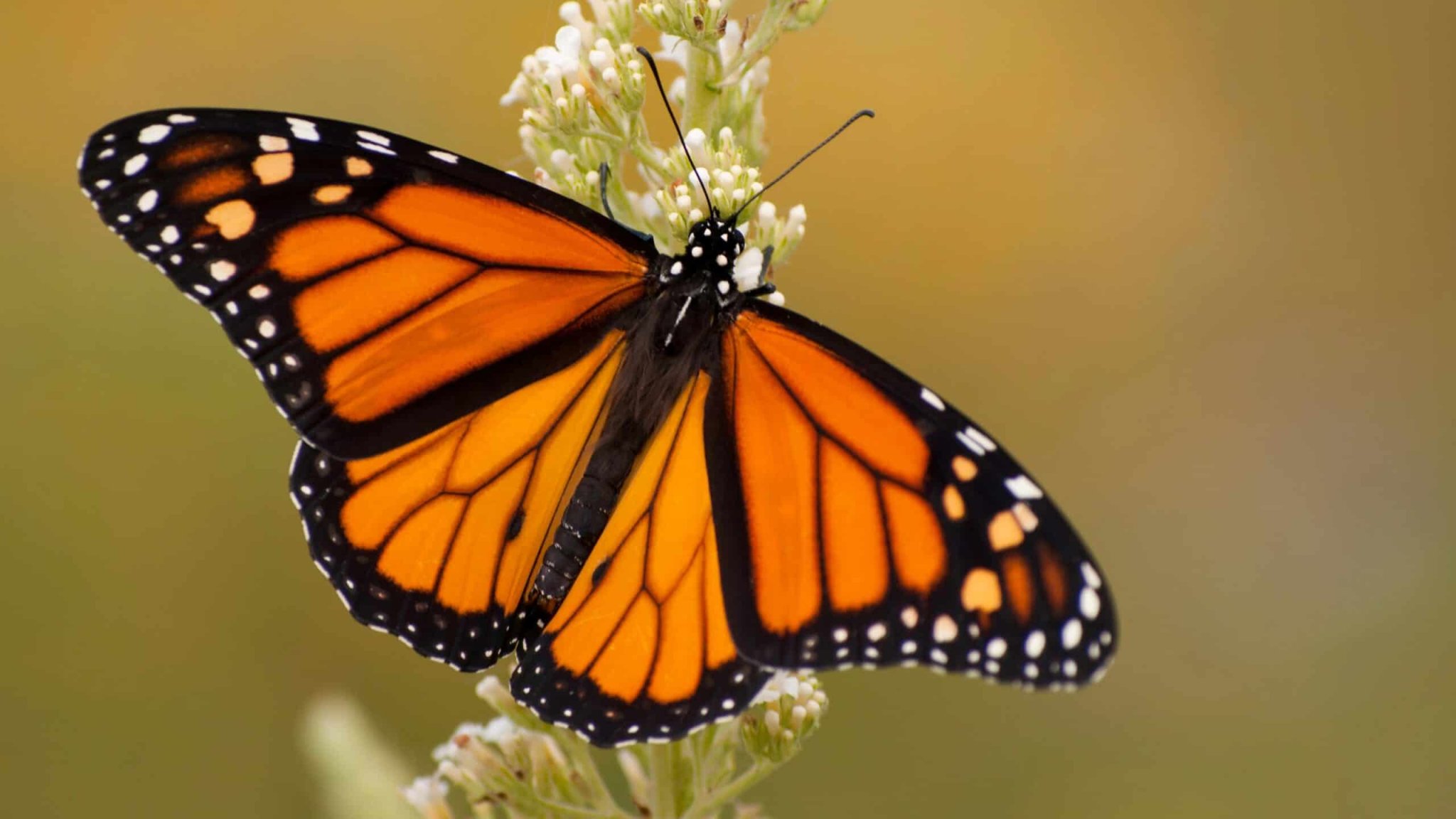 How Monarch Butterflies Adapt to Climate Change in Northern California
