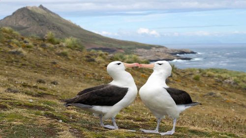 How Some Animals Have Chosen Monogamy