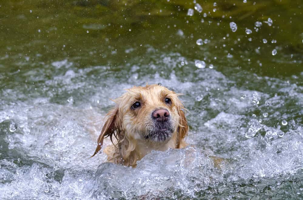 Heartwarming Story Of Dog Rescued After 36 Hours In The Water