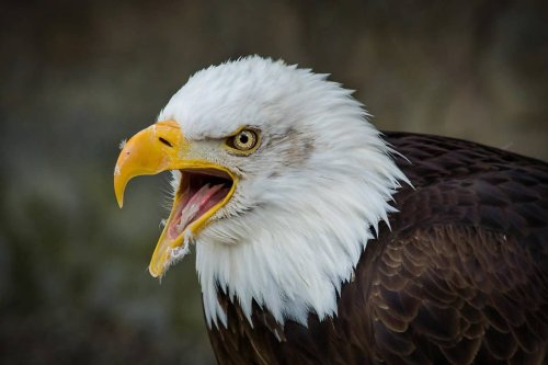14 Facts About Bald Eagles You Will not Believe