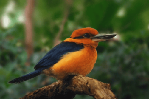 After 40 Years of Extinction, The Guam Kingfisher Soars into the Wild Again