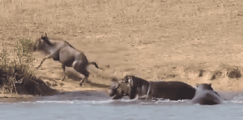 Hippos to the Rescue: Wildebeest Saved from Crocodile Attack