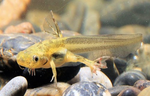 11 Animals That Changed Science Forever