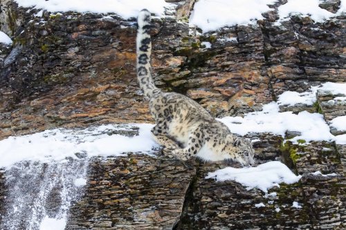 High-Altitude: 5 Animals Defying the Peaks of the World