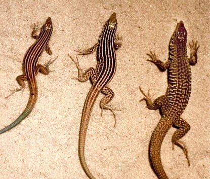 The Animal That Can Clone Itself