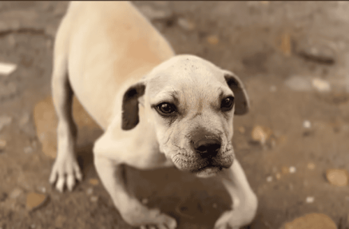 Malnourished Puppy’s Bent Legs Held Him Back Until Love Stepped In