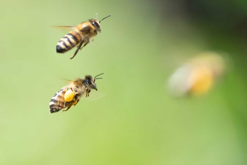Bees Can't Fly in The Dark - Here's Why