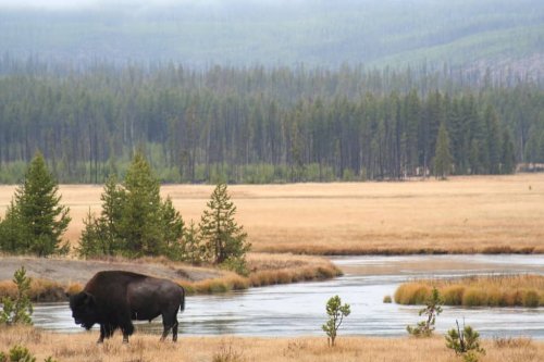 What Happens When Bison Reclaim Their Historic U.S. Range