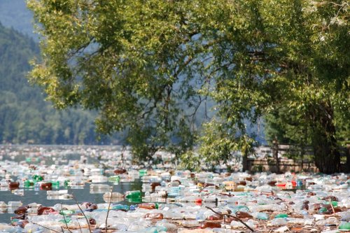 The Impact of Plastic Pollution on Marine Life
