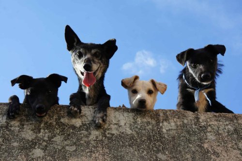 Why Dogs Tilt Their Heads