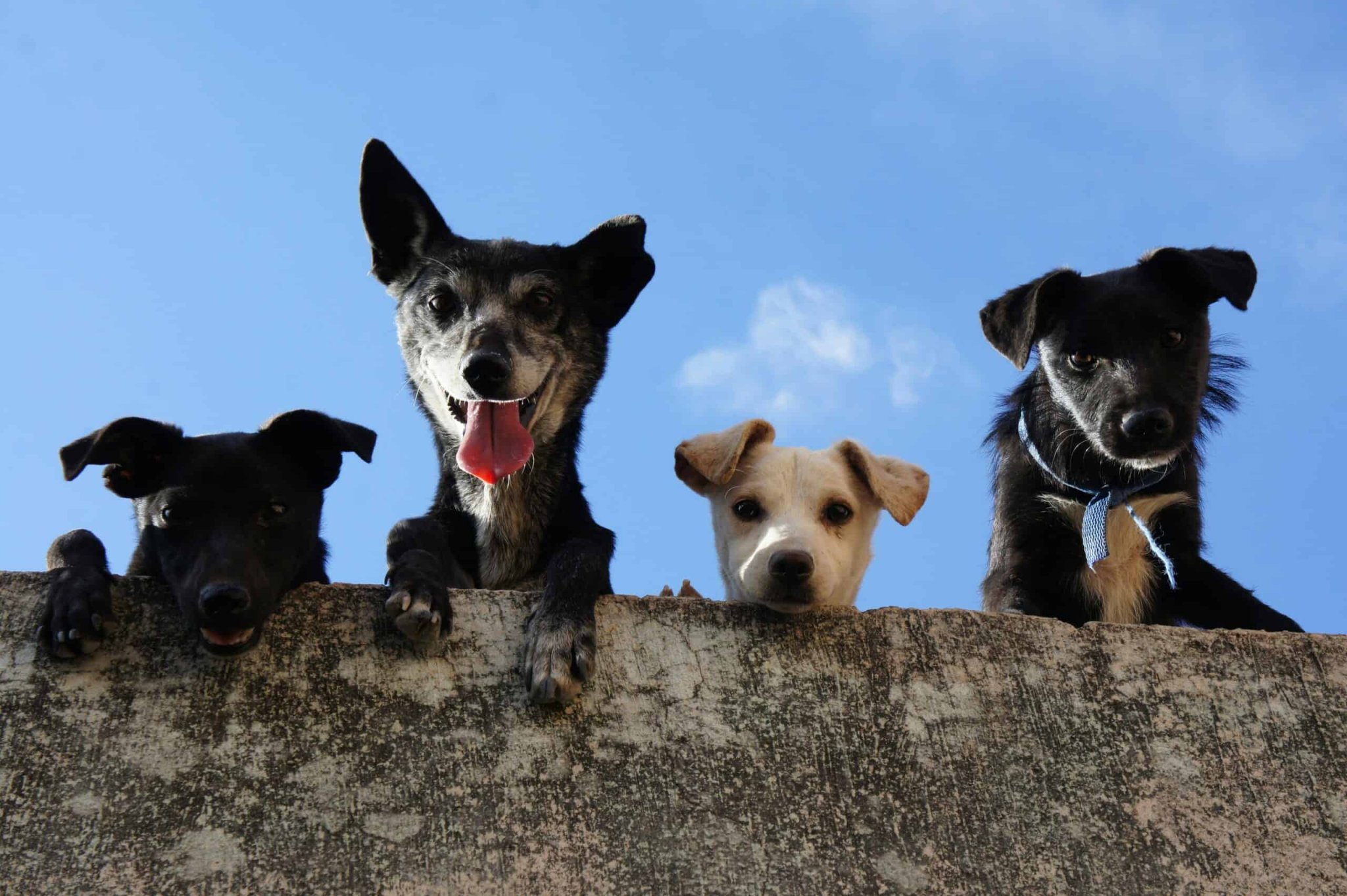 Why Dogs Tilt Their Heads