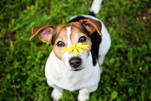 6 Small Dog Breeds Labelled as Trouble and 5 That Are Surprisingly Docile