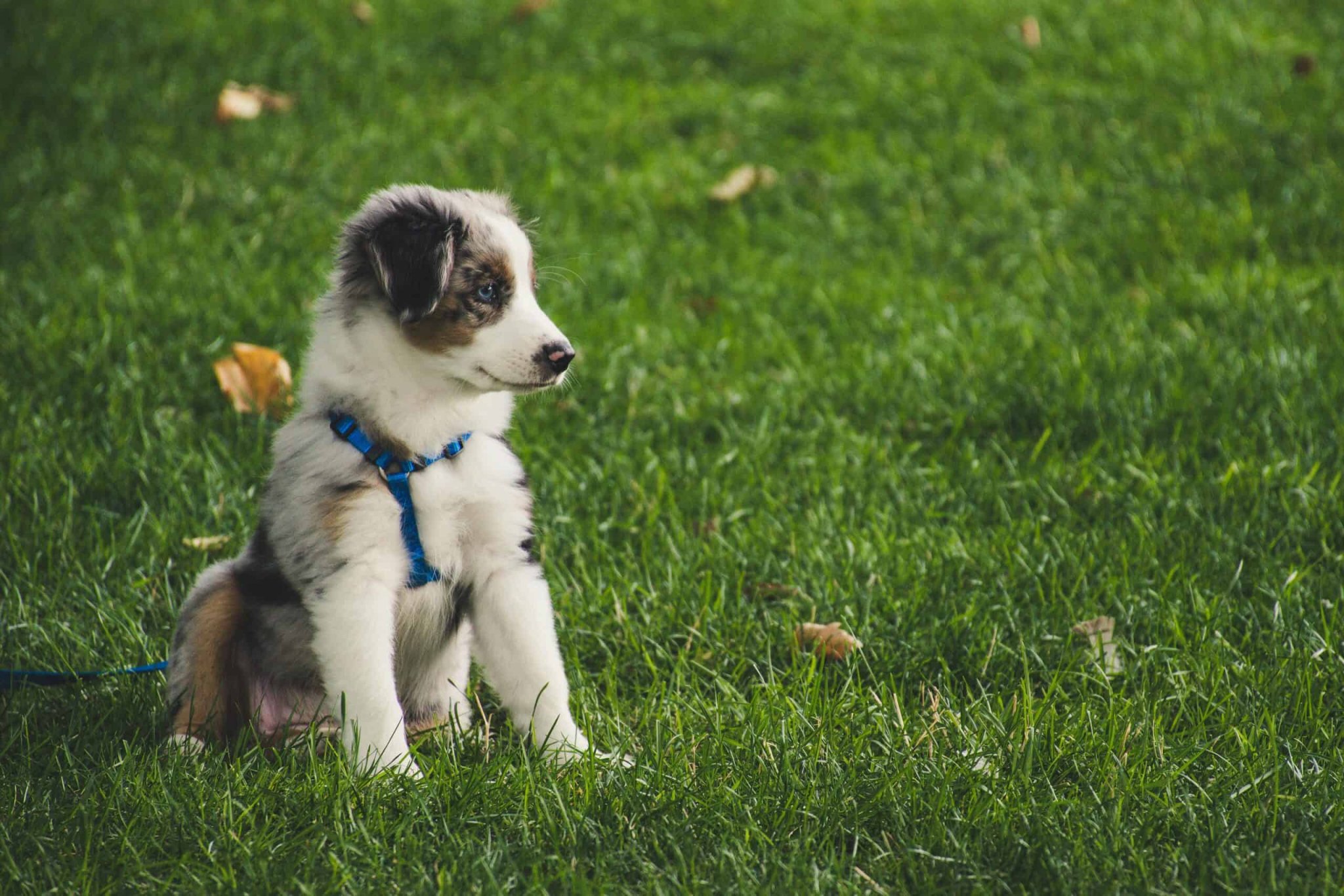 201 Puppy Names People Actually Click (Trendy to Classic)